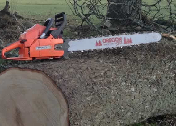 Tree Surgeon