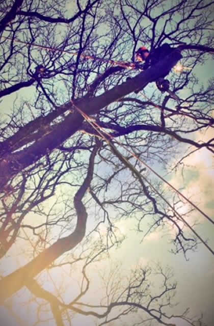 Tree branches