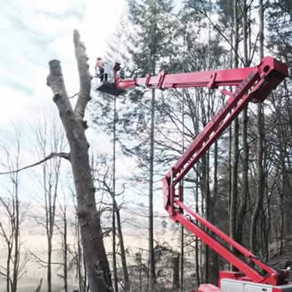 Tree Felling